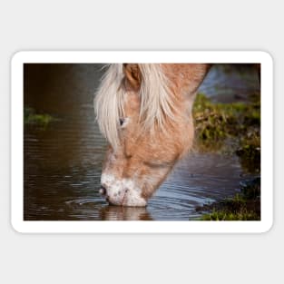 Horse Drinking Water Sticker